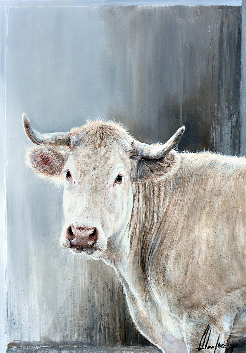 Annabelle Lanfermeijer + De blik van de Charolais